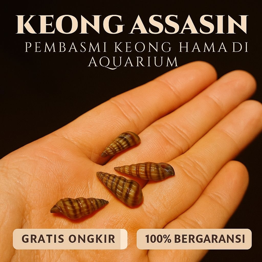 Keong assasin pembasmi keong hama di aquarium - keong assasin - keong aquascape - hiasan aquarium