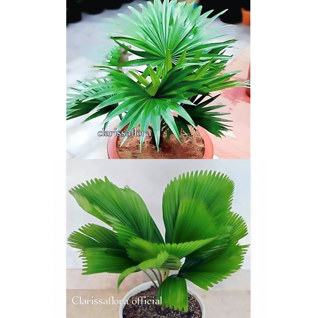 ( BISA COD ) Promo paket 2 jenis tanaman hias berbeda - palem sadeng - palem kipas