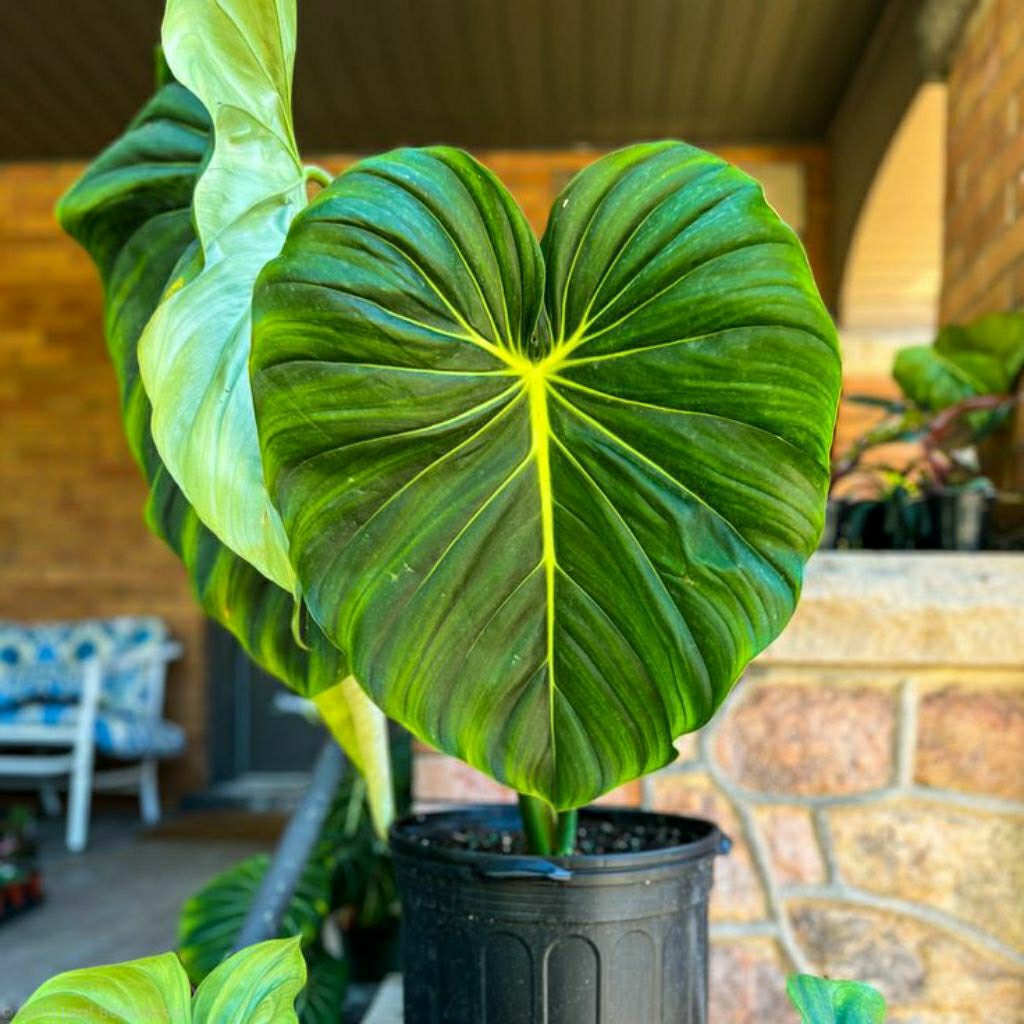 tanaman hias philodendron Mcdowell