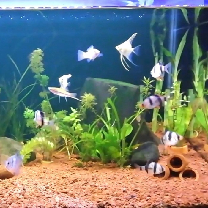 Pasir Malang Merah 1kg. Substrat Aquarium Aquascape