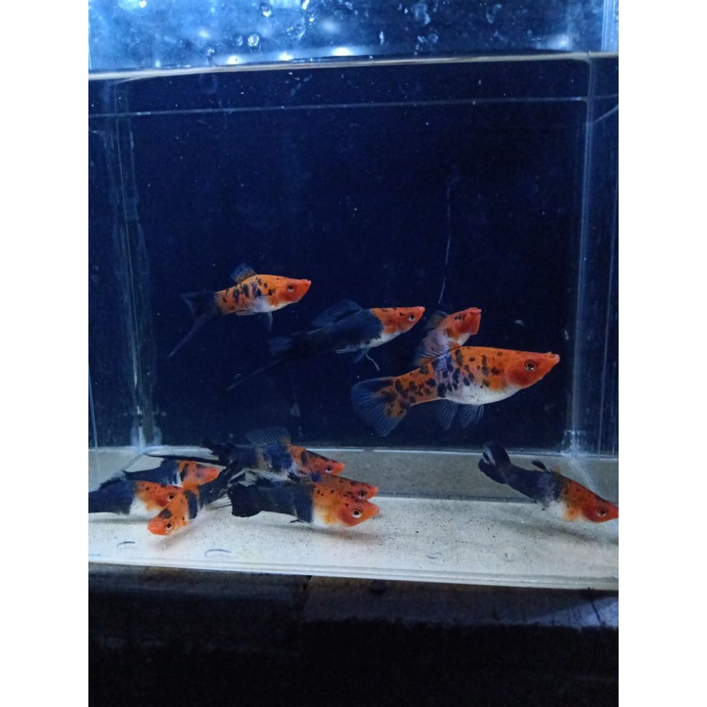 Platy sanke swordtail