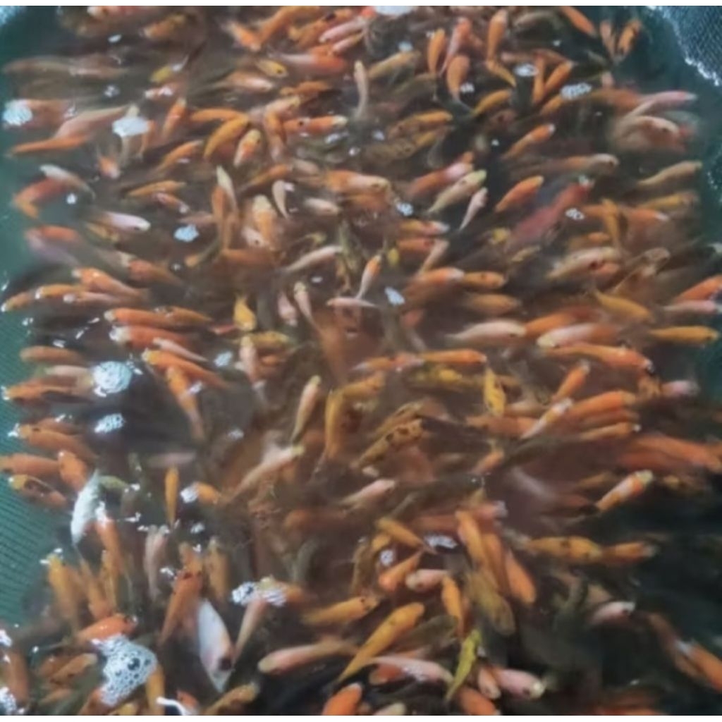 Bibit ikan baby mas literan