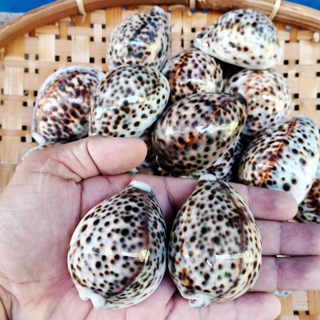 Cangkang kerang tutul - kerang kuwuk besar - kerang kuwuk tutul - kerang hias