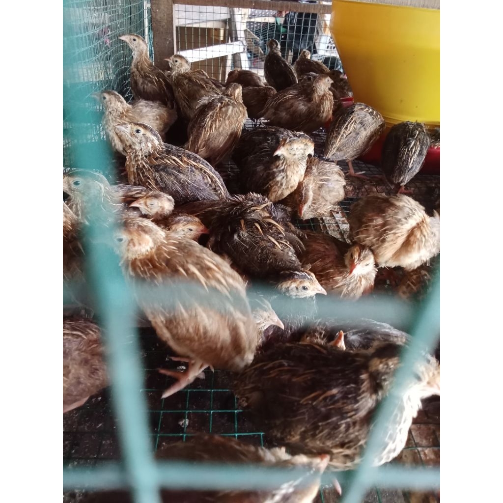 burung puyuh betina siap nelor