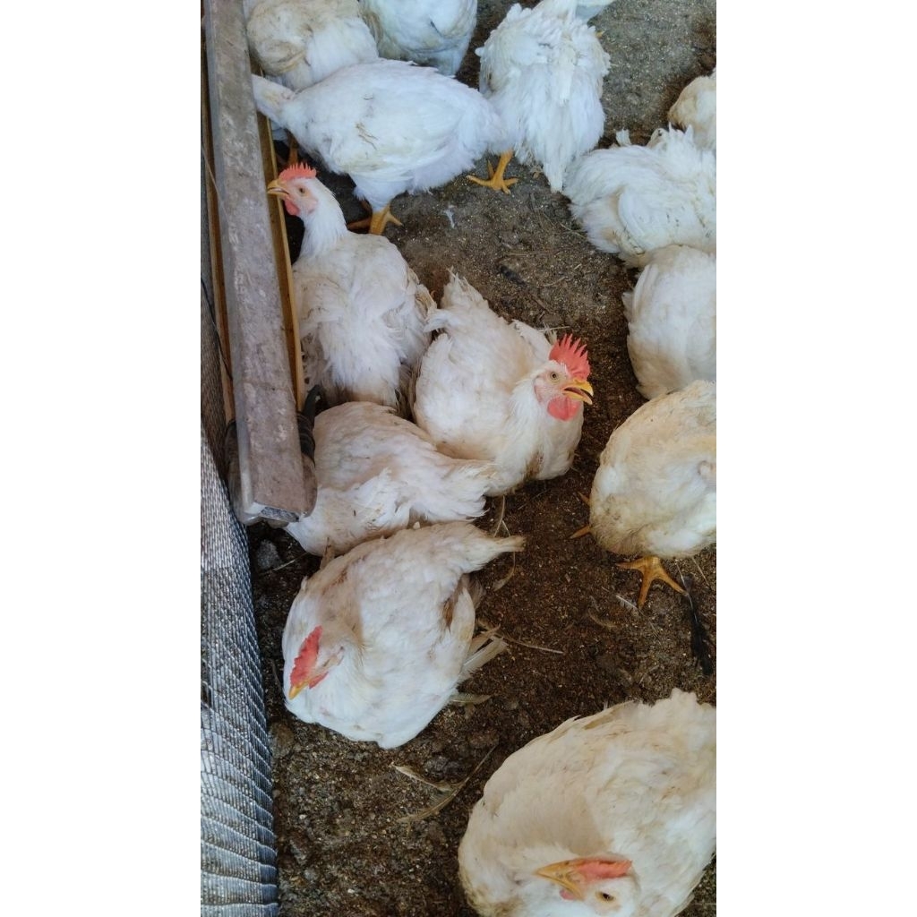 Ayam potong hidup berat 1kg