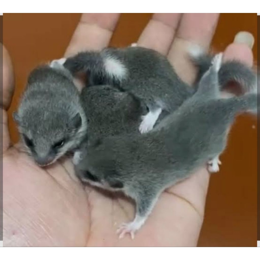 AFRICAN DORMICE PIGMY BETIN4 HIASAN