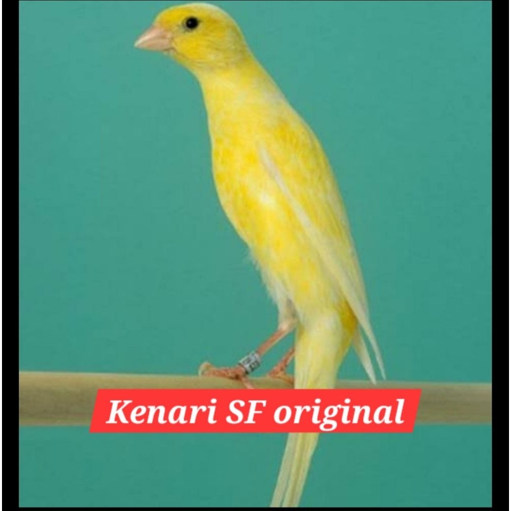 kenari sf SF original jantan ngeriwik