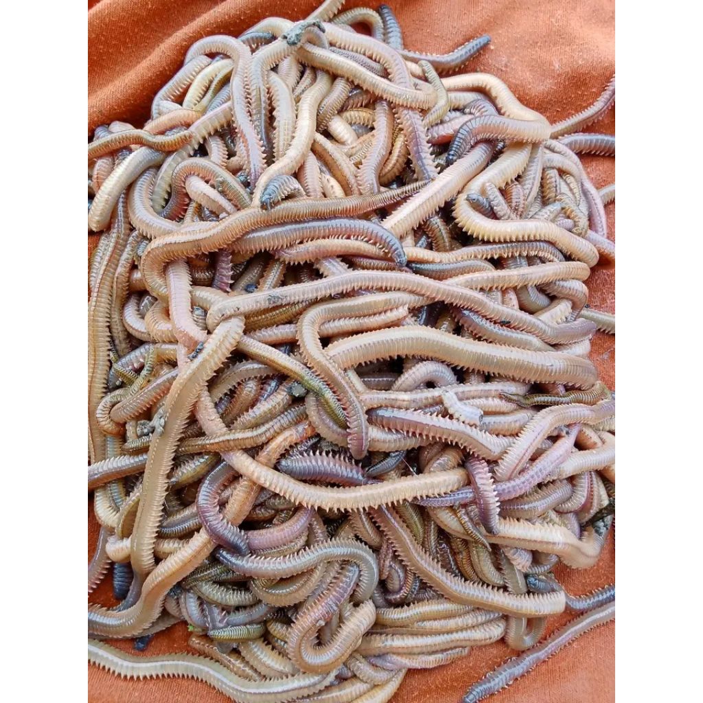 cacing laut naga merah / nipa / kilung / punpun