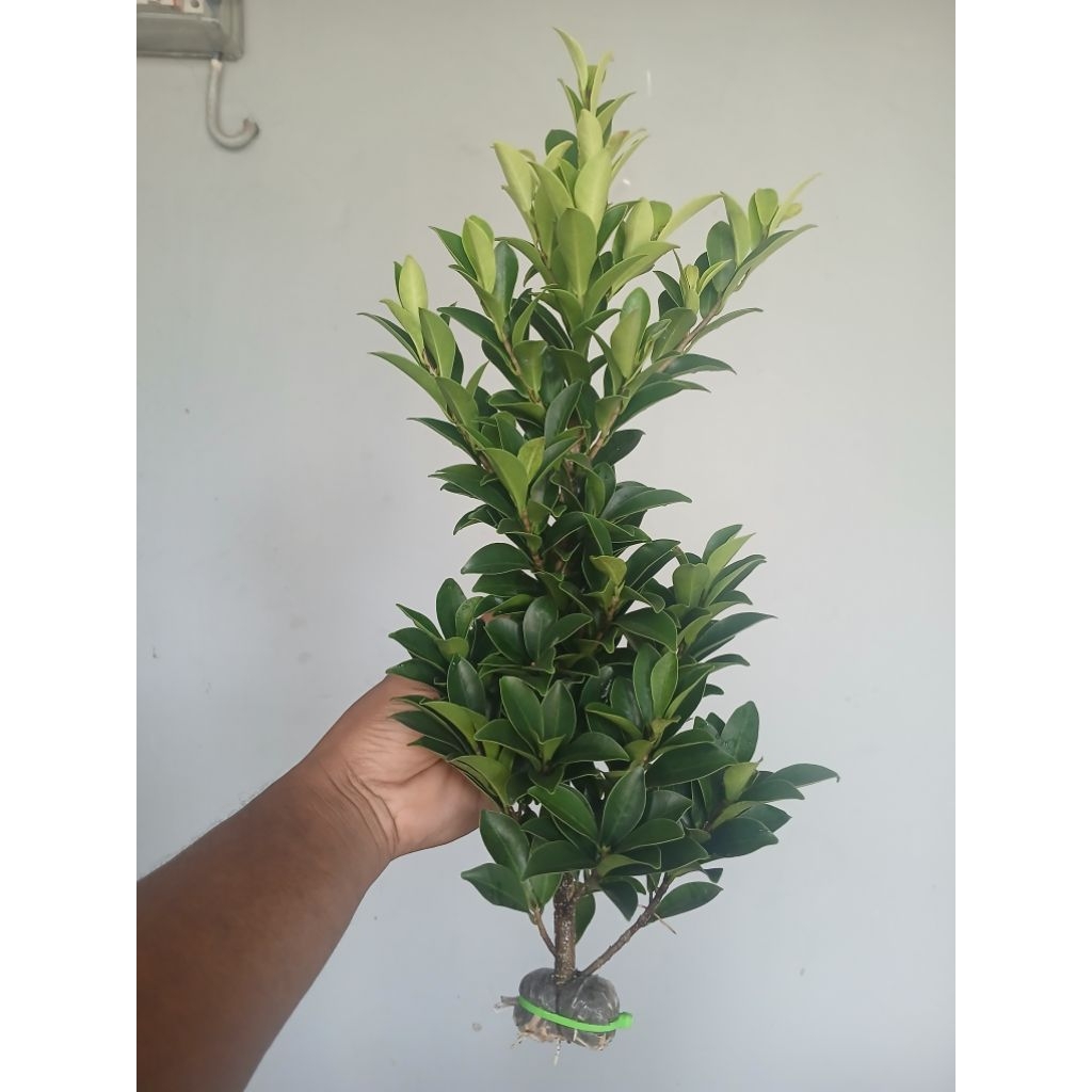 Bibit Bahan Bonsai Ficus Elegan