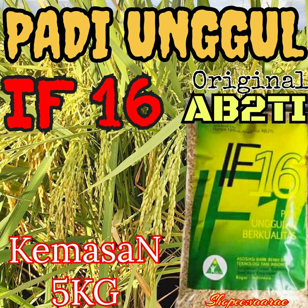 BENIH PADI UNGGUL IF 16 ORI KEMASAN 5KG TERBARU