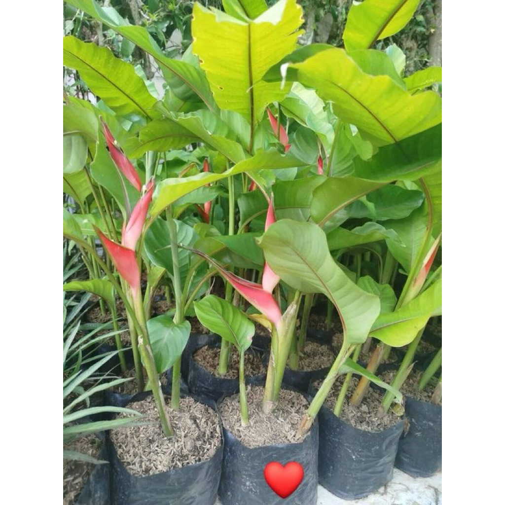 tanaman hias pisang bali - pisang bali - heliconia bali