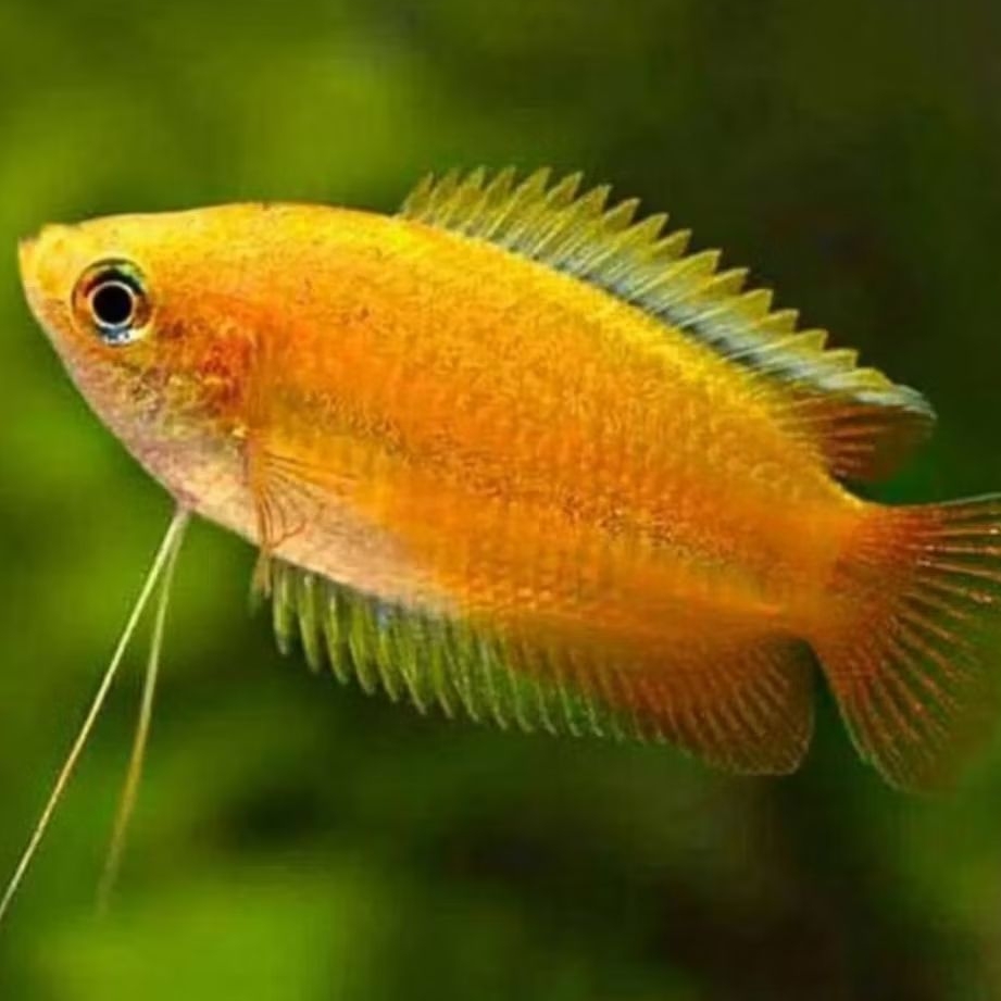 IKAN HIAS SEPAT MADU SIZE +-3 CM [ISI 12 EKOR]