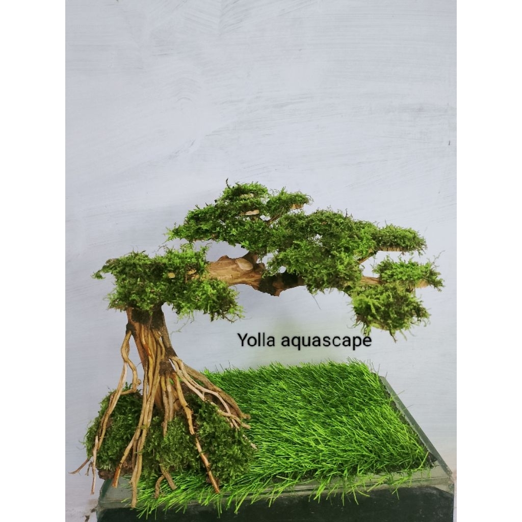 bonsai doyong 3 cabang aquascape