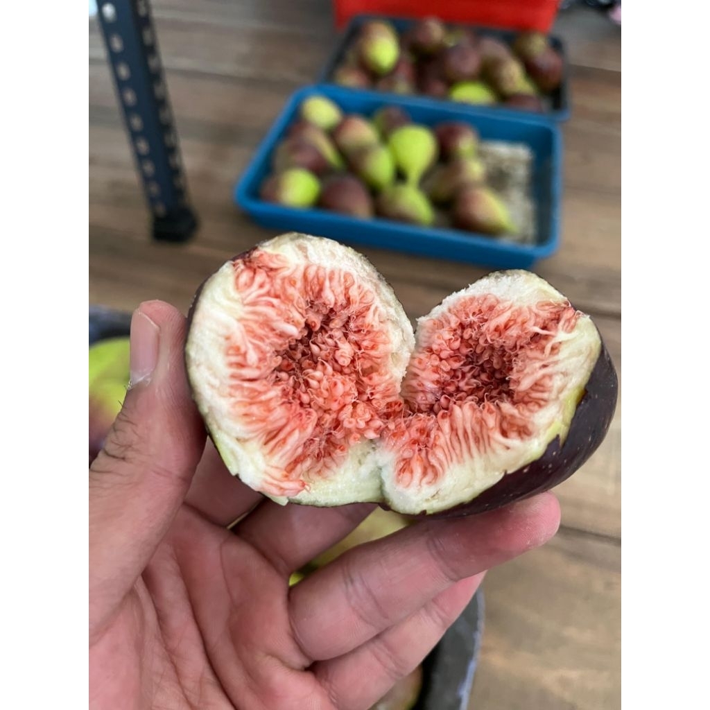 Buah Tin Segar 1kg - Pengiriman khusus jabodetabek dan jawabarat