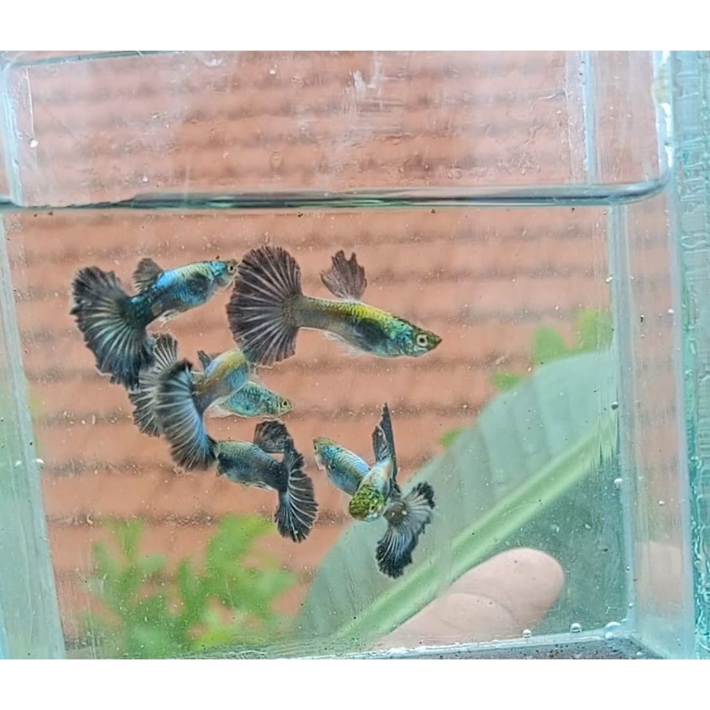 Hulk halfmoon rosetail