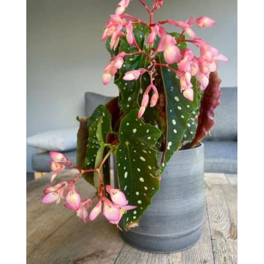 MURAH Tanaman Hias Begonia Pulkadot Bibit Tanaman Hias Begonia Terlaris