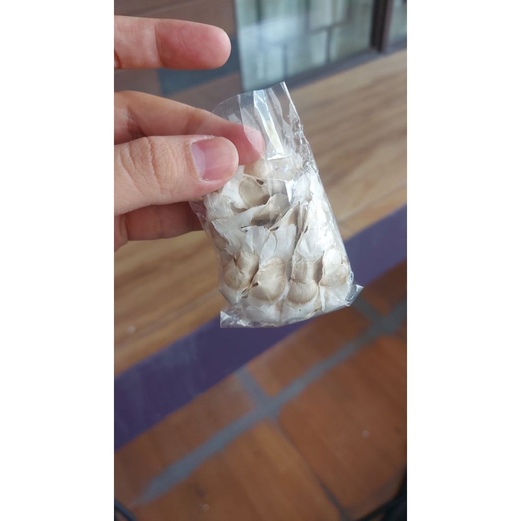 Biji Pohon Tabebuya Kuning/Benih Pohon Tabebuya Kuning