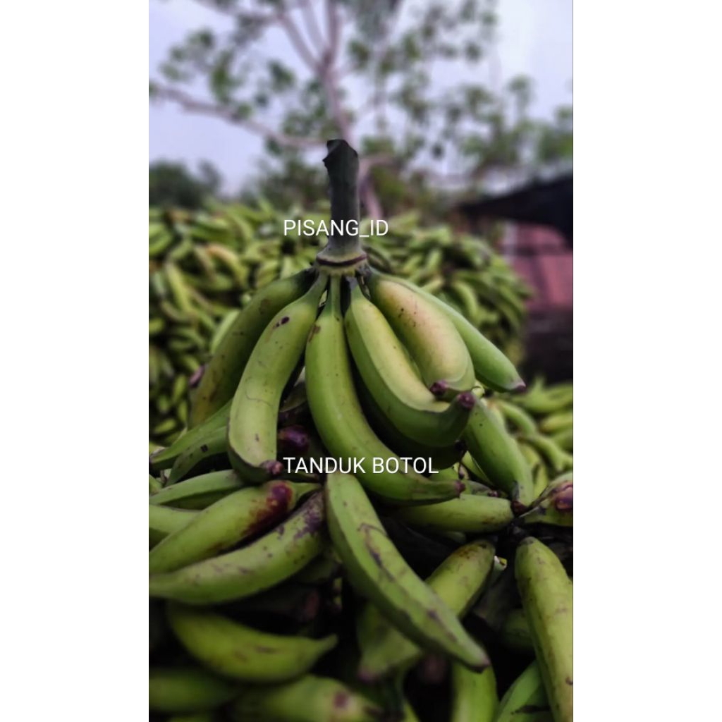 PROMO ( BELI 1 GRATIS 1 ) BIBIT PISANG TANDUK BOTOL KUALITAS UNGGUL CEPAT BERBUAH