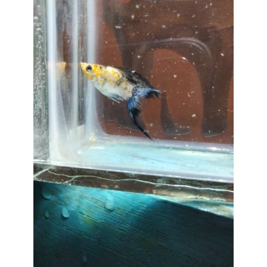ikan molly ekor cawang