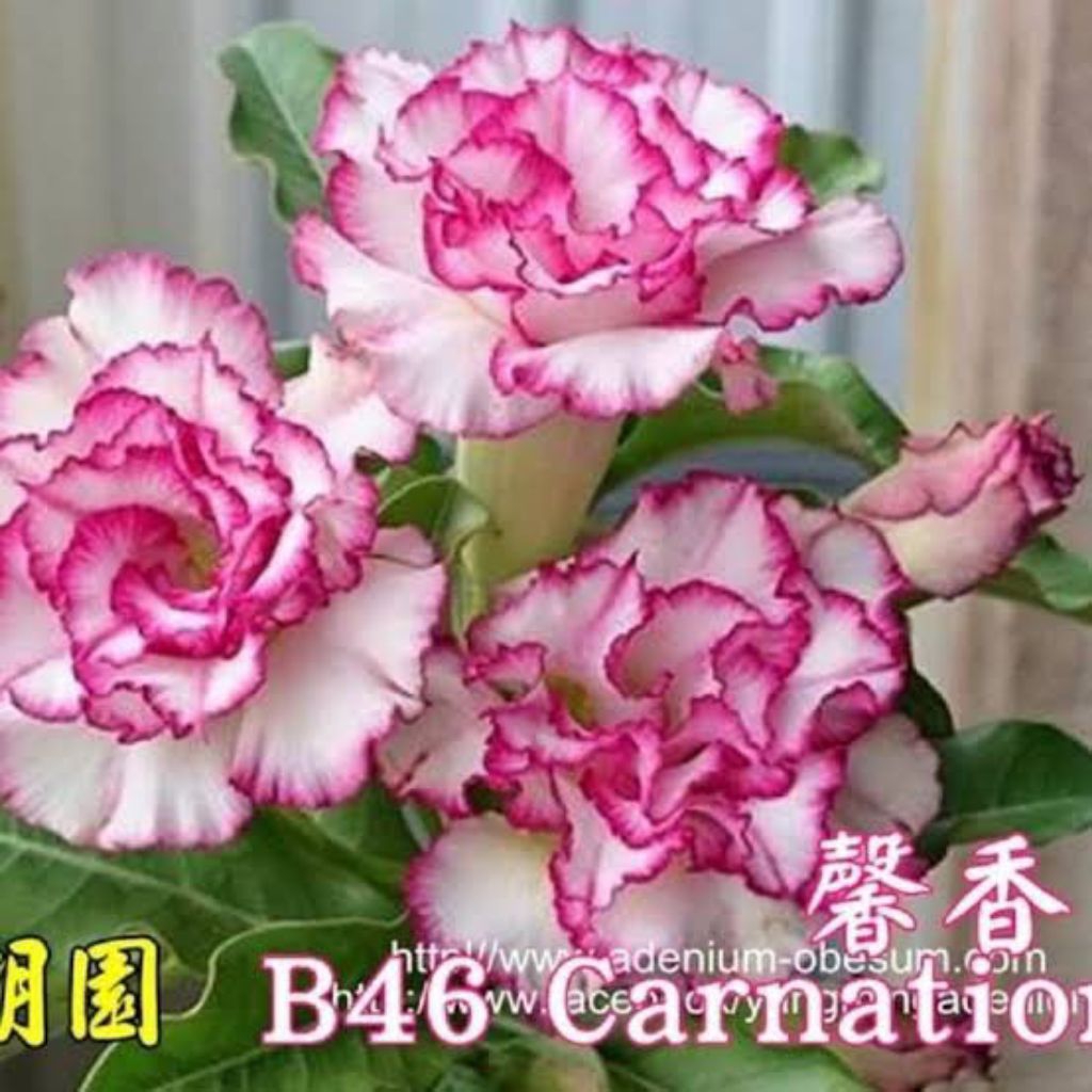 adenium bunga tumpuk bonggol besar