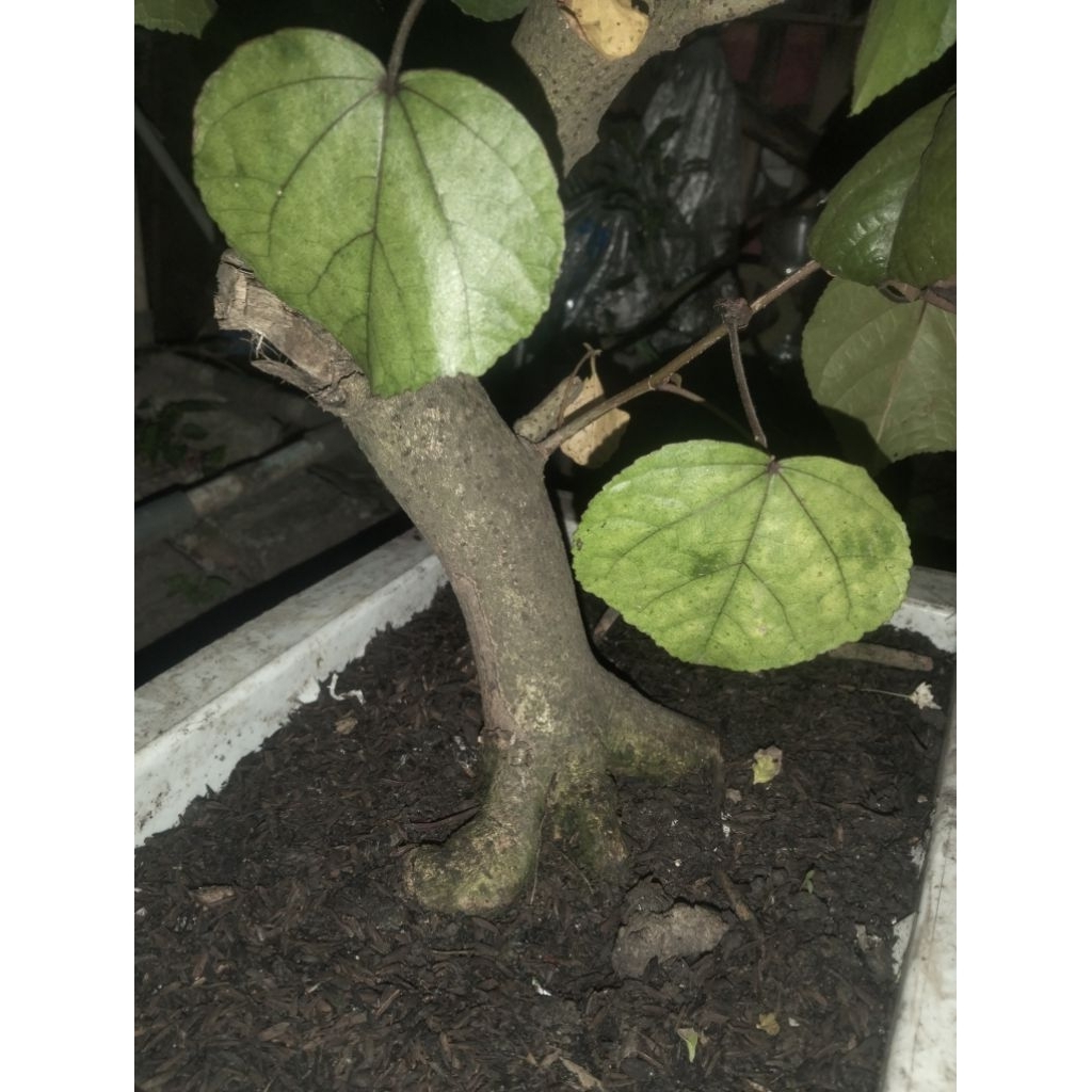 Bonggol Bonsai waru Merah