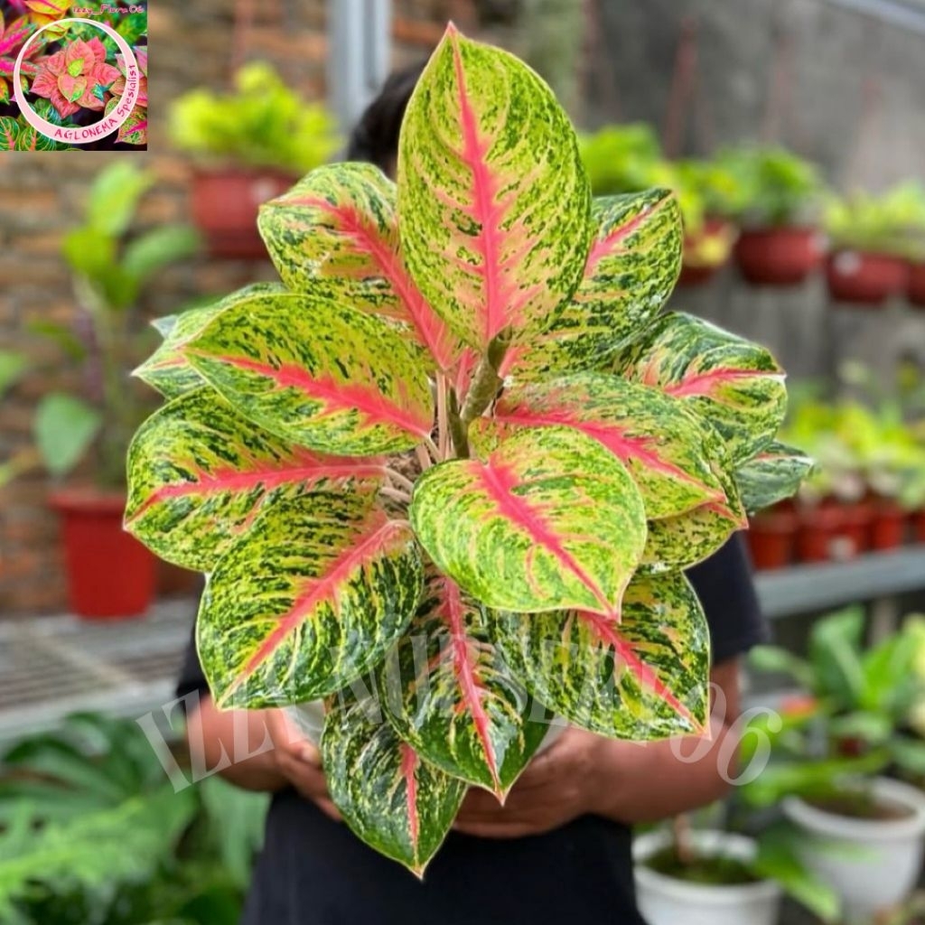 Tanaman Hias Aglonema Big Papa Dewasa Rimbun Murah Aglonema Big Papa Berkualitas