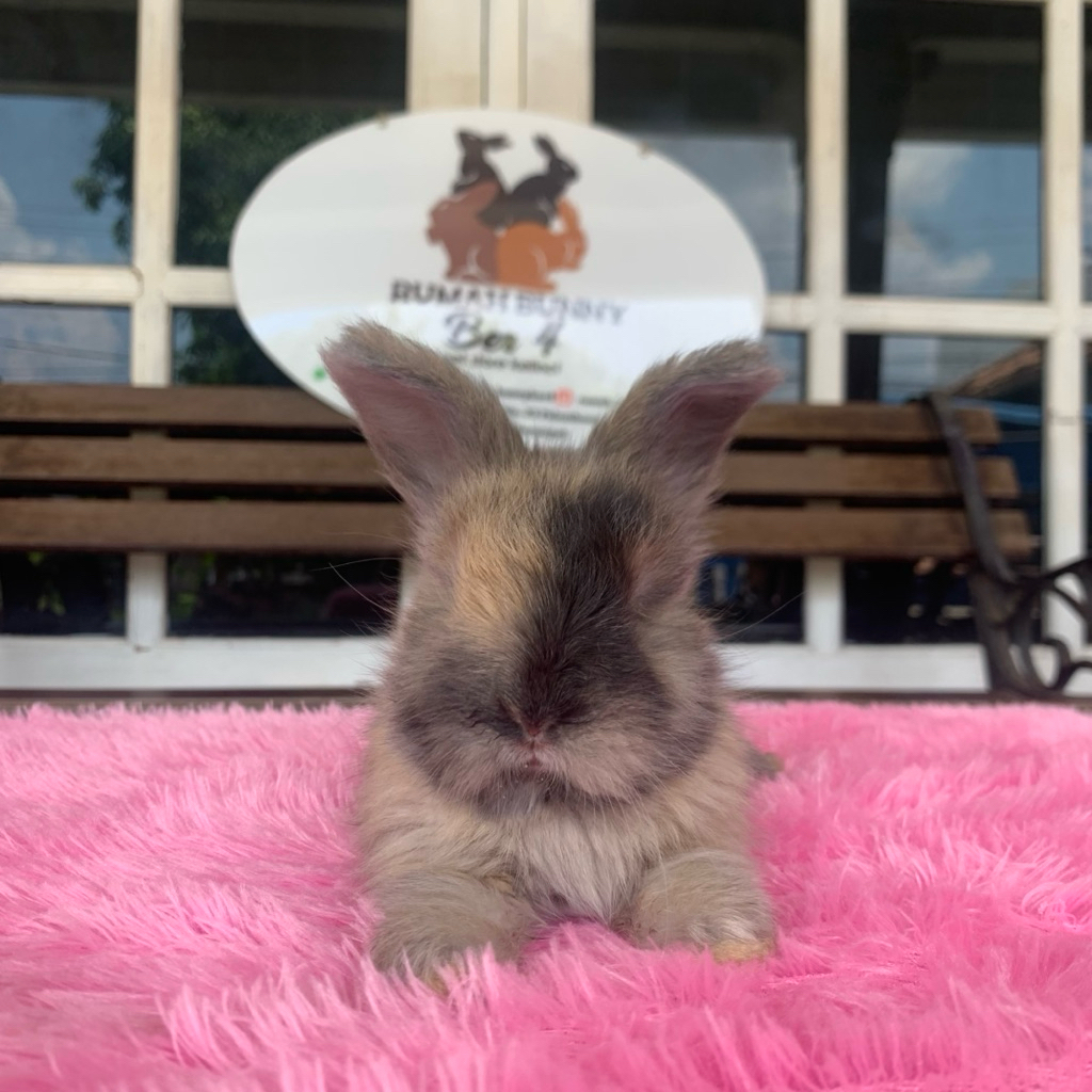 Kelinci english anggora betina 2