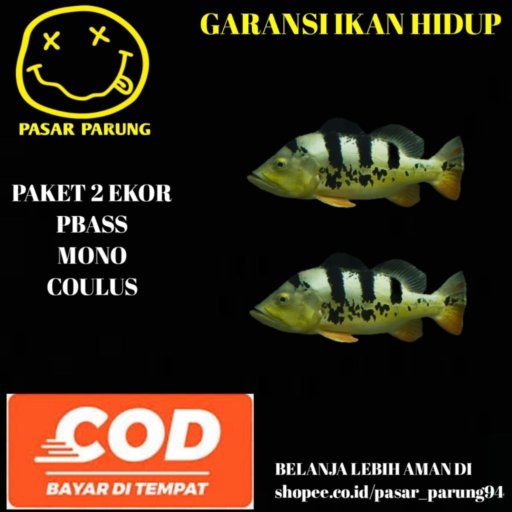 kebutuhan aquarium paket 2 ekor pbass mono 8-10cm
