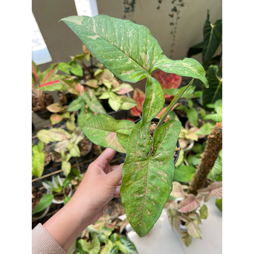 Syngonium pink allusion