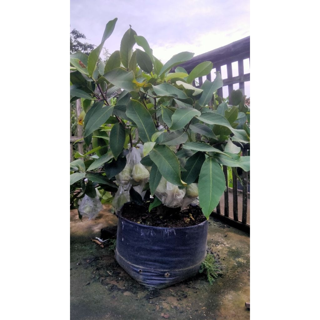 jambu madu deli hijau