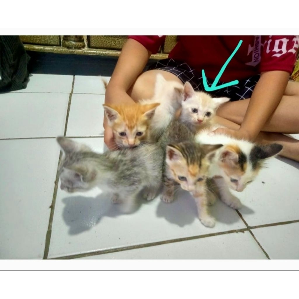 Anakan Kucing Persia