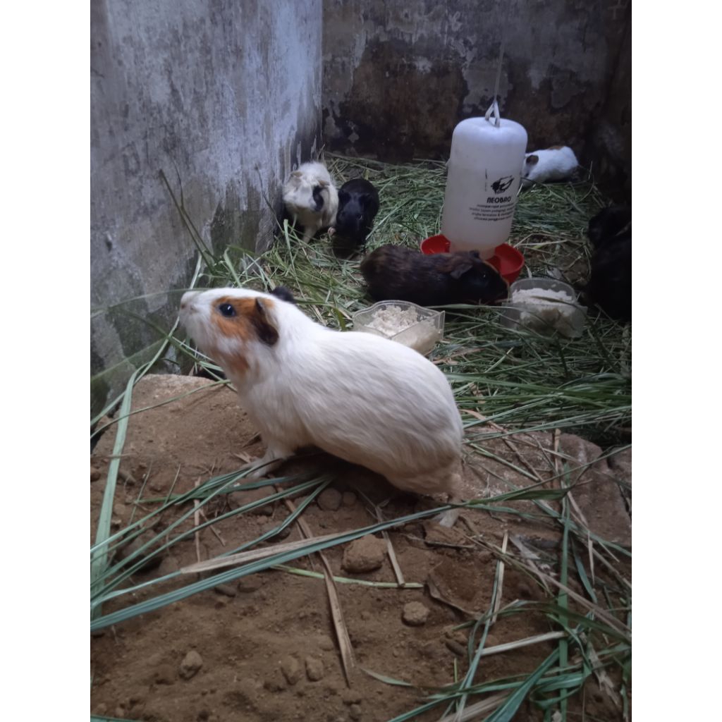 marmut guinea pig