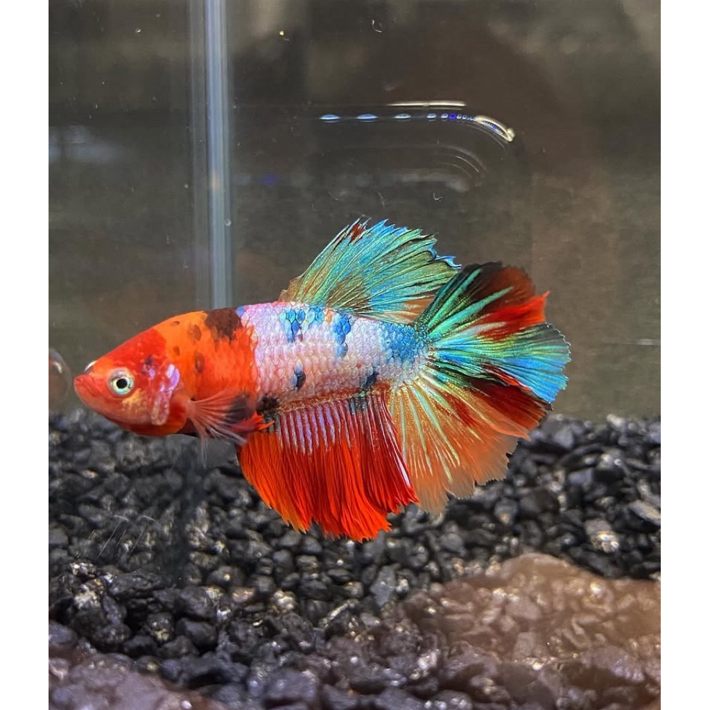 cupang betina halfmoon nemo/warna kualitas terbaik, full telur warna bagus, siap untuk ternak