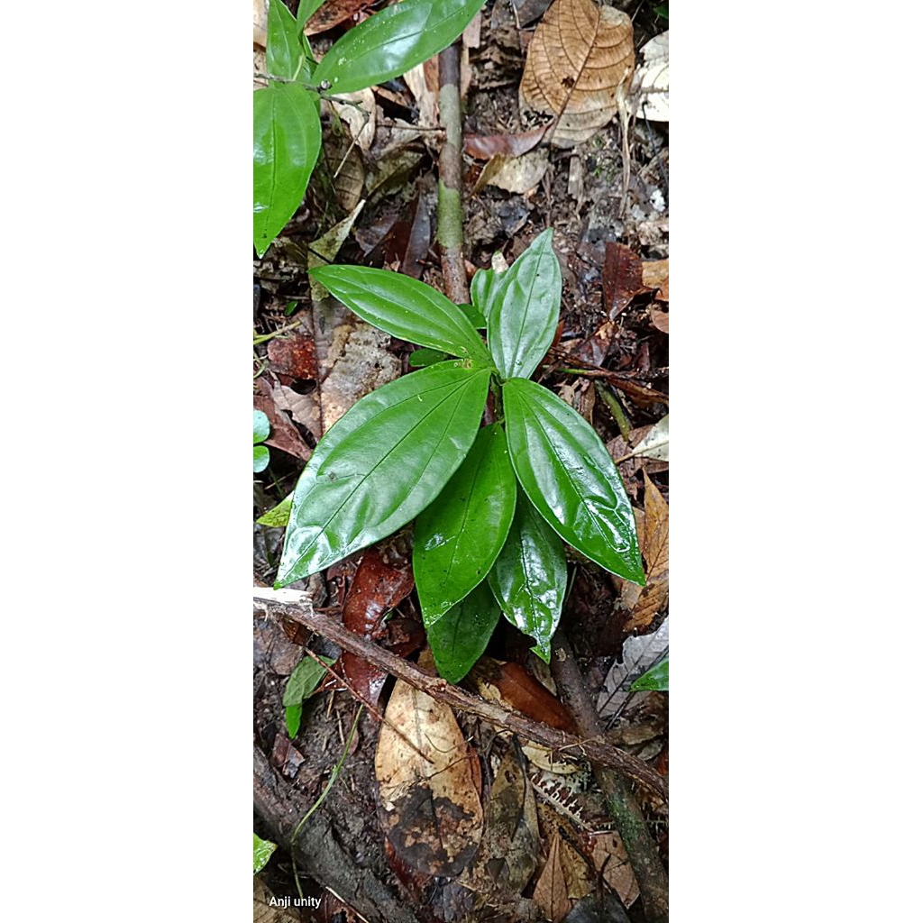 ardisia sp terbaru