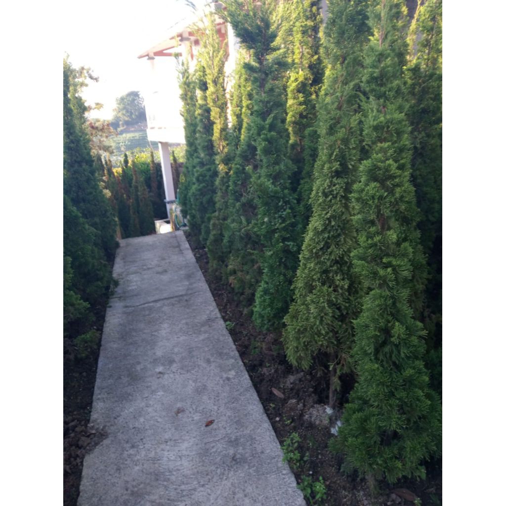 Pohon Cemara Lilin 2 Meter