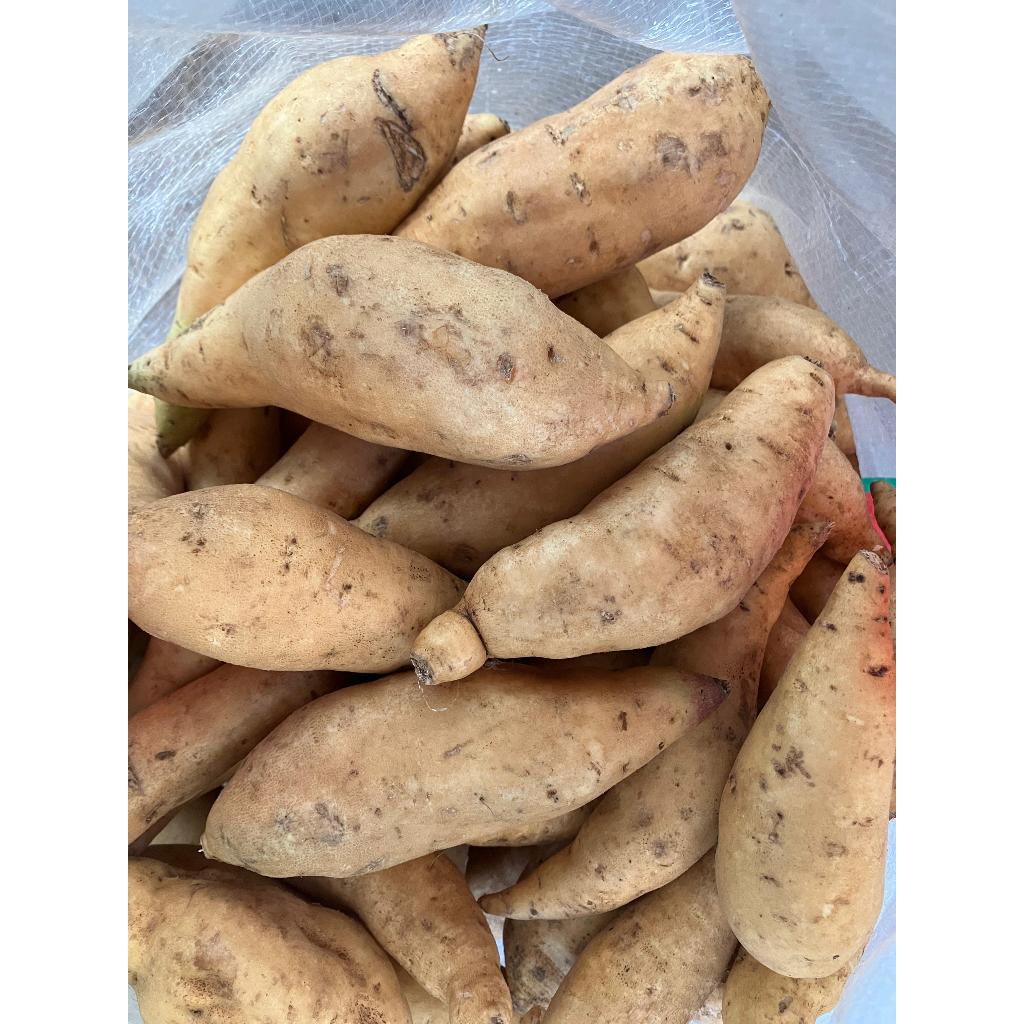 Ubi Madu Cilembu Asli /1Kg ukuran sedang dari Wonogiri cocok untuk oven