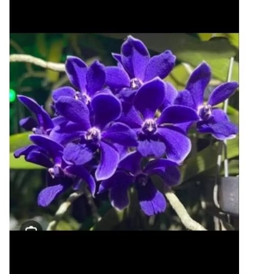 Vanda dewasa id gigantea x  wirat blue