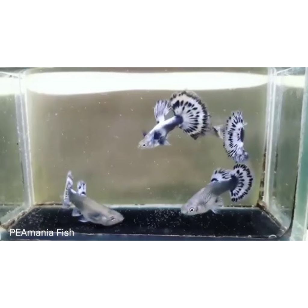 asesoris guppy ivory dan red ivory