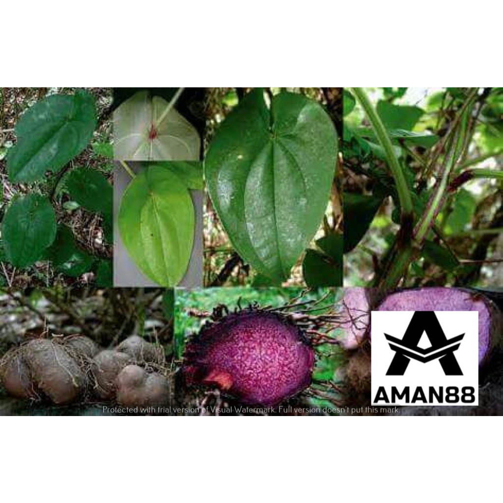 Jual bibit umbi manis atau uwi manis per 3 bibit