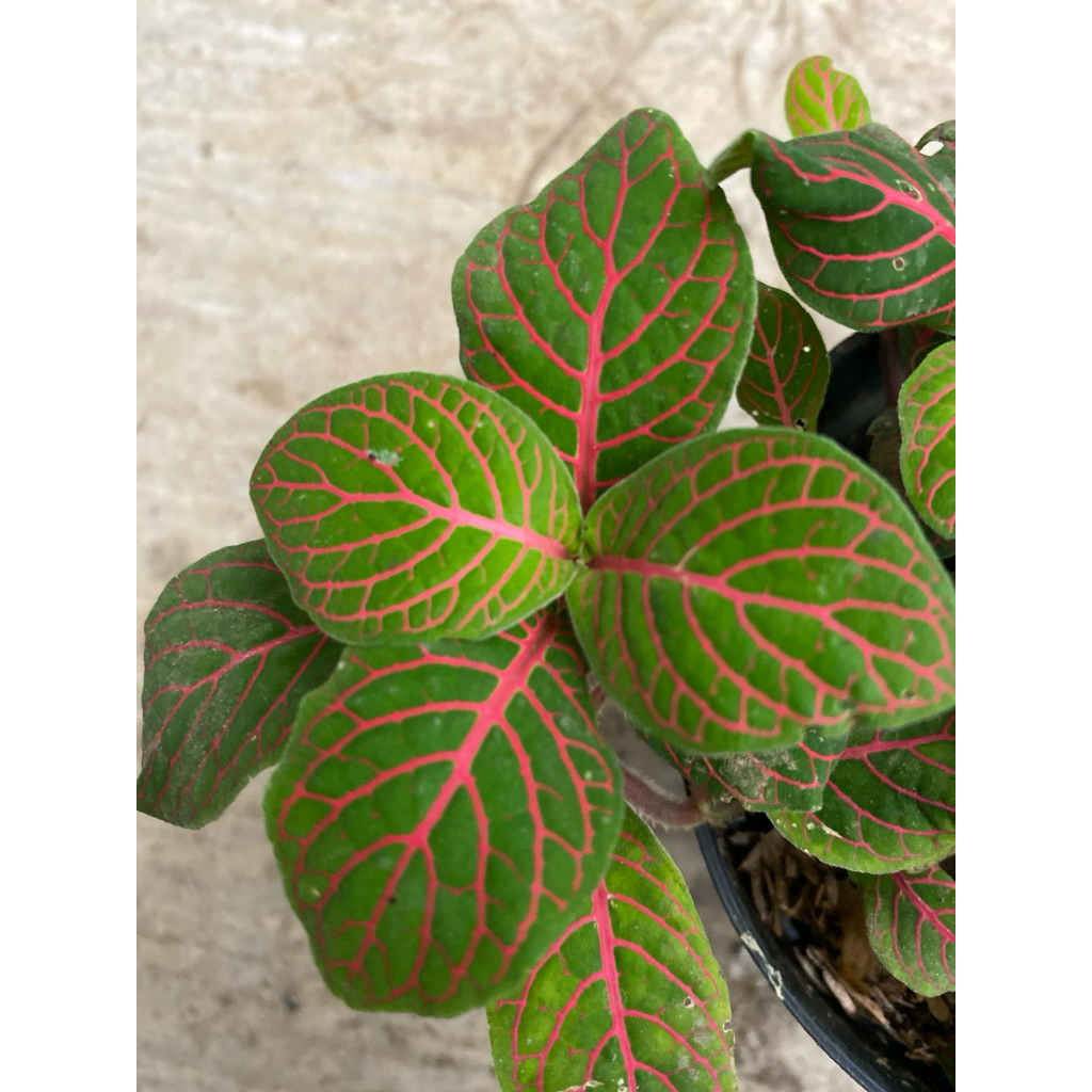 Tanaman hias Fittonia kuning