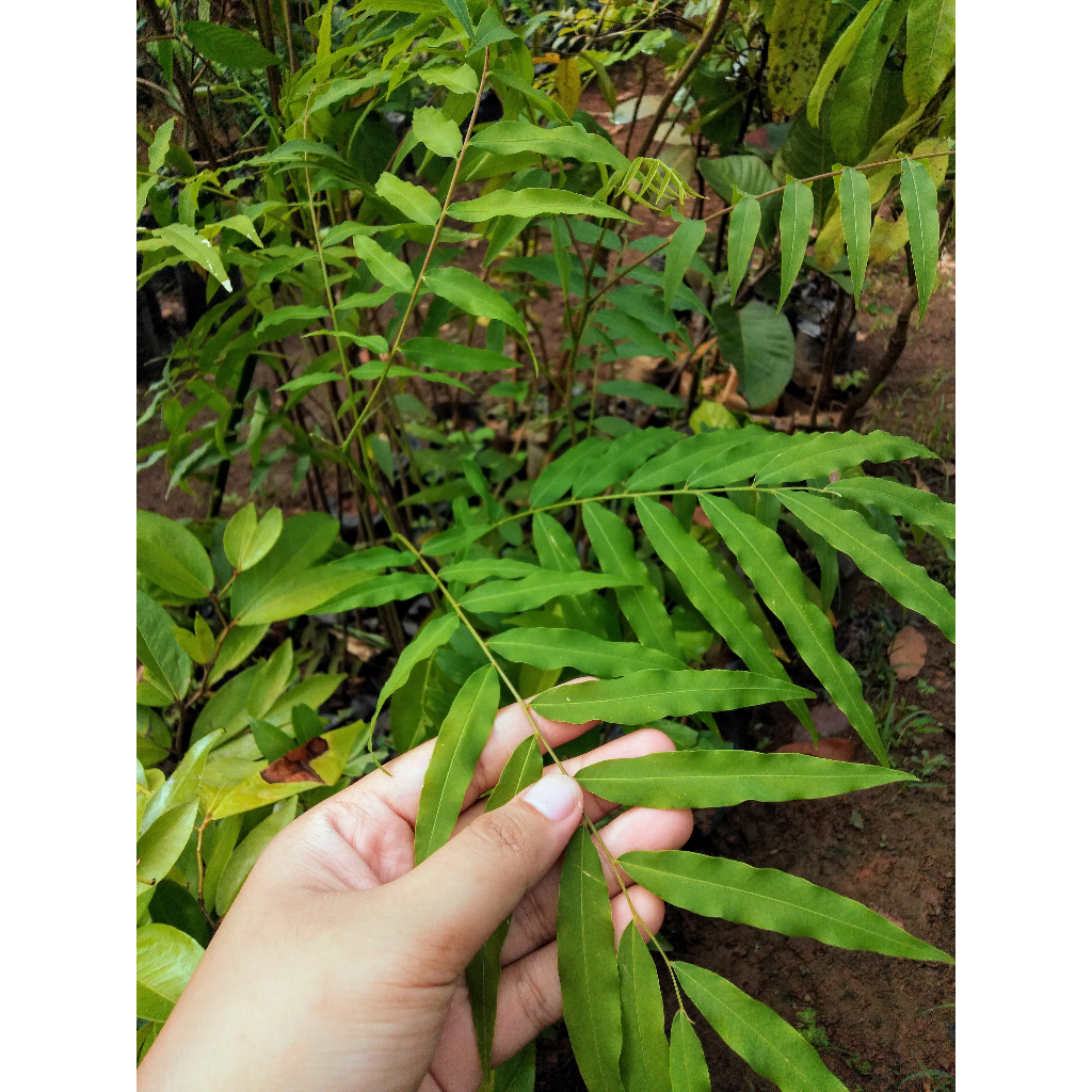 Bibit Tanaman Lerak - Bahan Deterjen Alami - Harga Murah