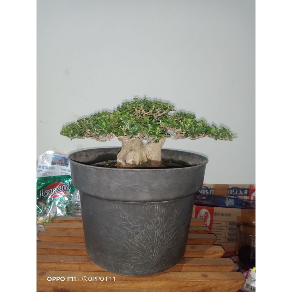 Bonsai Sancang Siap Pajang, size mame, Premnamicrophylla