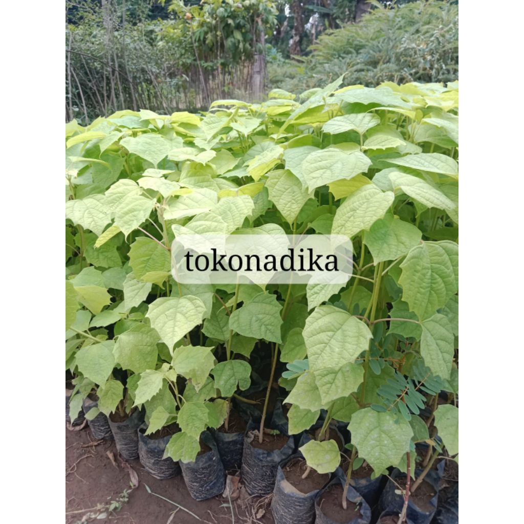 Bibit pohon jati gambilina jati putih super