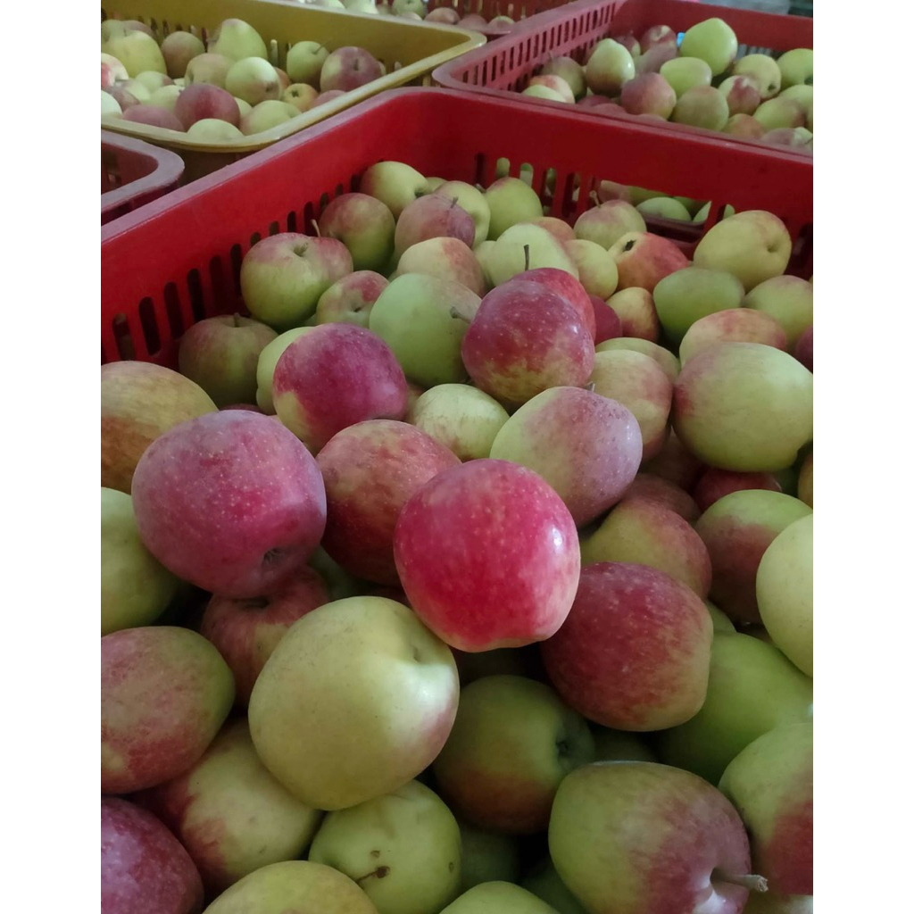 Apel malang / Apel ana khas kota batu 1 kg