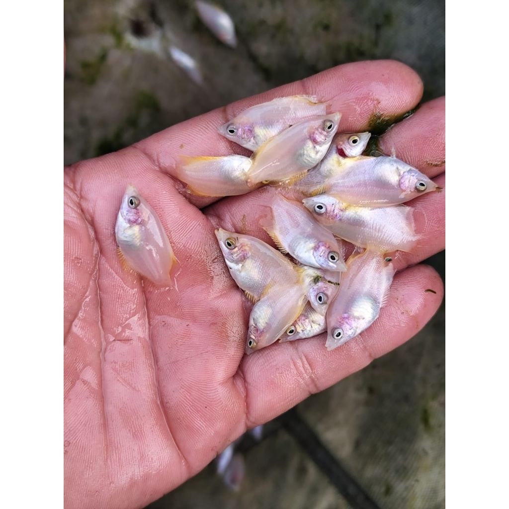 Bibit Ikan Gurame Padang ukuran Nguku / Bibit Ikan Gurame Padang Ukuran 2-3cm