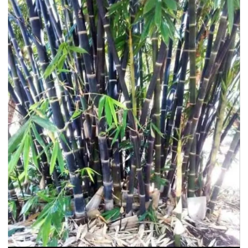 benih bambu hitam / bambu kesenian budaya