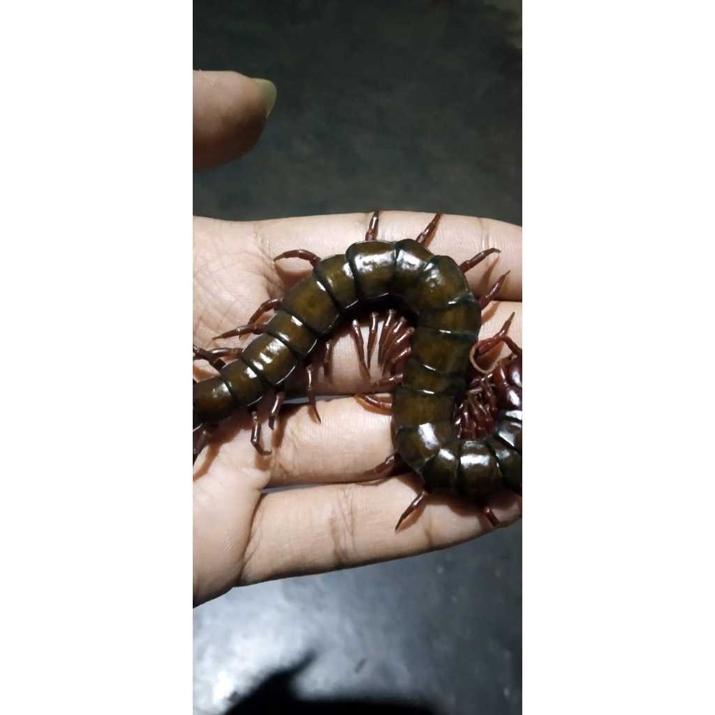 kelabang jumbo (termurah min 10 ekor)