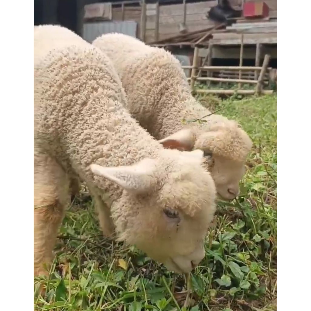 Sepasang domba merino 3 bulan