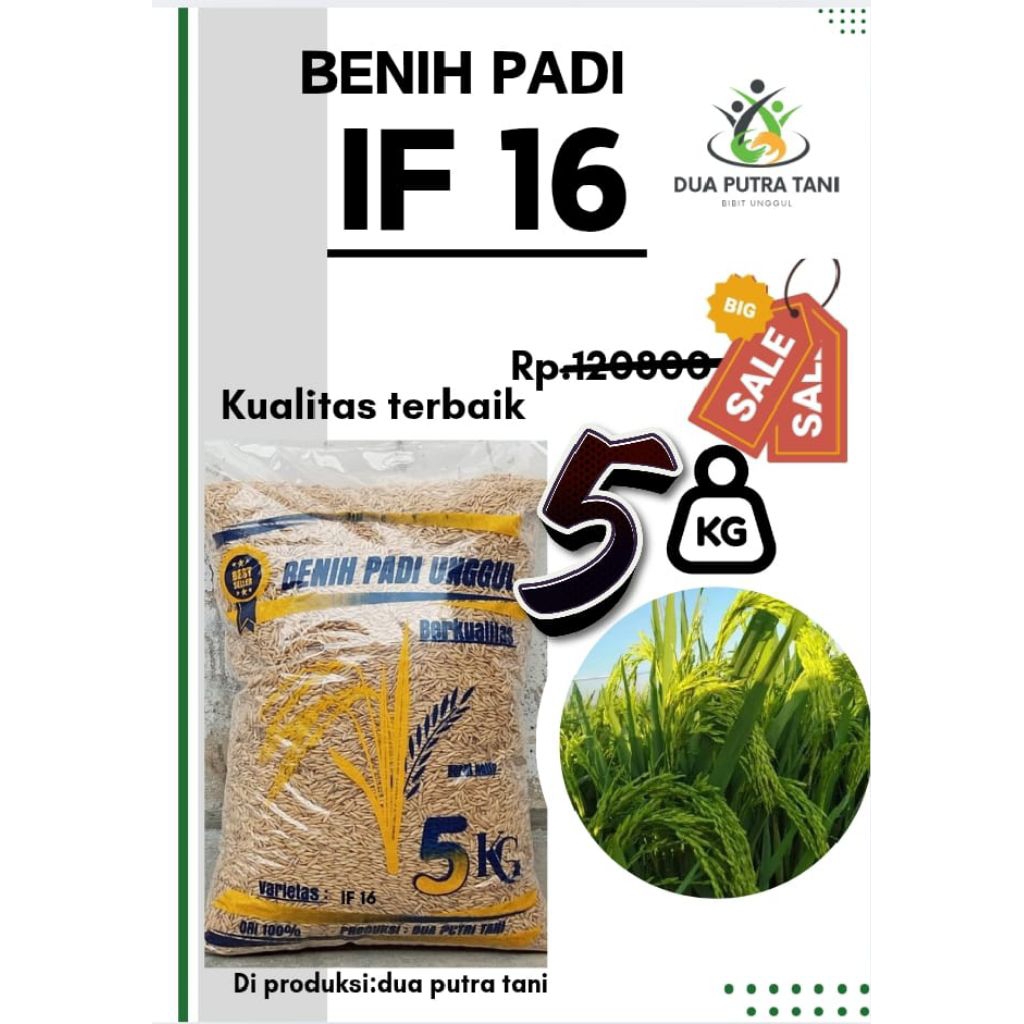 BENIH PADI UNGGUL IF 16 KEMASAN 5KG BERKUALITAS GALUR LOKAL