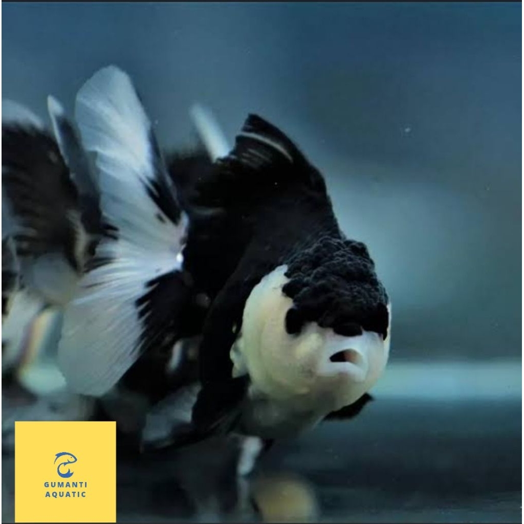 KOKI PANDA JUMBO SIZE L HIASAN AKUARIUM KHUSUS GOSEND